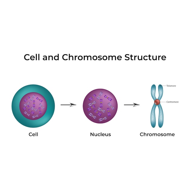 Vector cell and chromosome structure a visual guide vector illustration