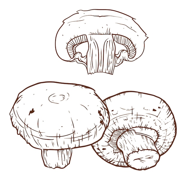 Vector champignon hand drawn illustration