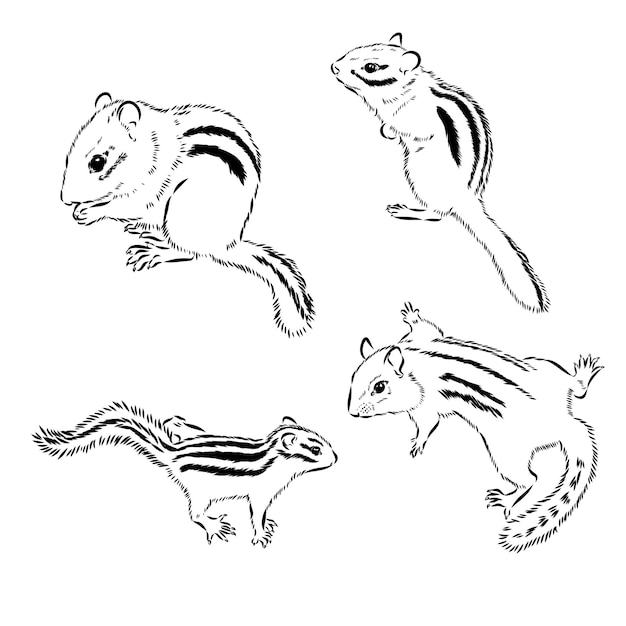 Vector chipmunk illustration in doodle style vector isolated on a white background