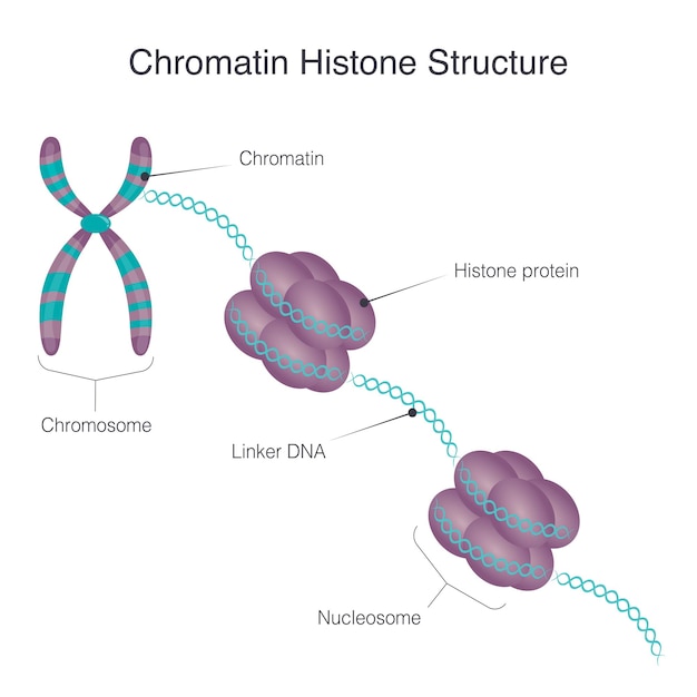 Vector chromatin histone structure vector illustration diagram