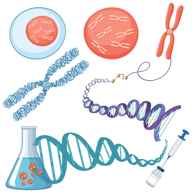Vector chromosome and dna structure