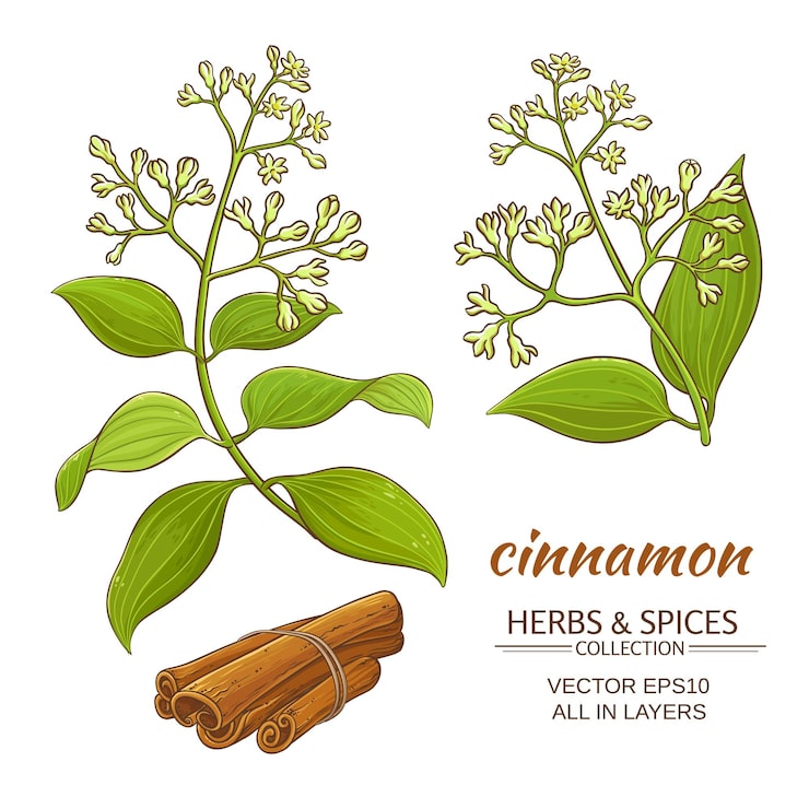 Cinnamon branches vector set on white background