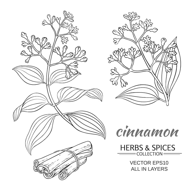 Cinnamon vector branches set on white background
