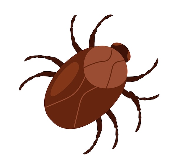 Vector cockroach moth mite bug roach isolated on white background flat graphic design illustration