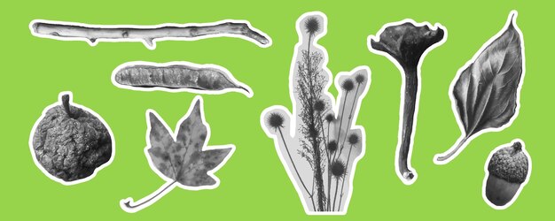 Vector colllagesnature