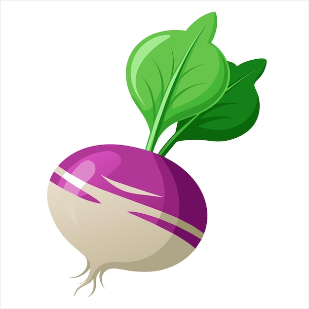 Vector colorful illustration of turnip