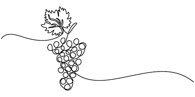 Vector continuous line drawing of grapes on a transparent background grape drawn in one continuous line
