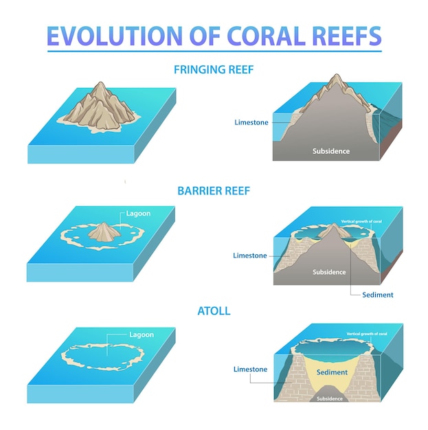 Vector coral reef types and development sequence of coral reefs