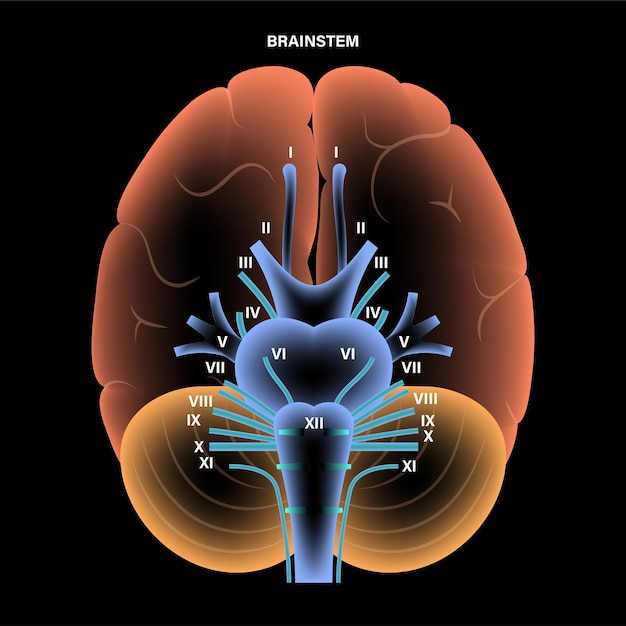 Vector cranial nerves diagram