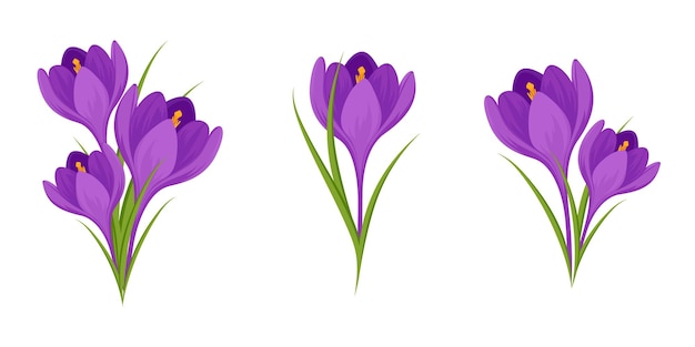 Vector crocuses collection isolated on white background set of spring purple crocuses