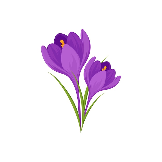 Vector crocuses vector purple saffron flowers isolated on a white background
