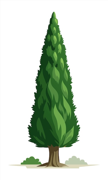 Vector cypress tree illustration isolated on white background