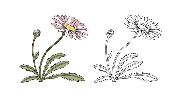 Vector daisy flower illustration colored and outline versions