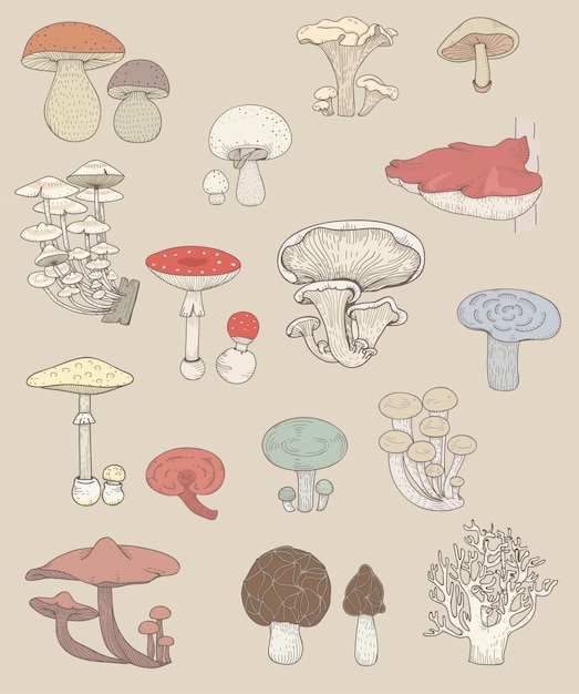 Vector different kinds of mushrooms