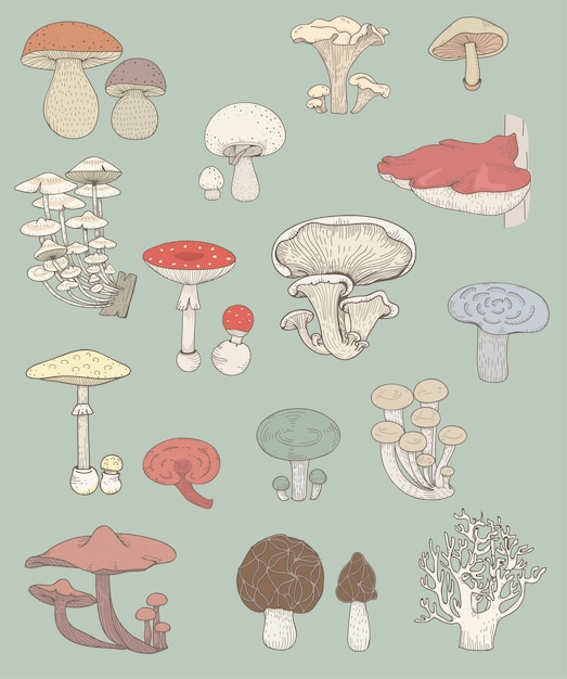 Vector different kinds of mushrooms