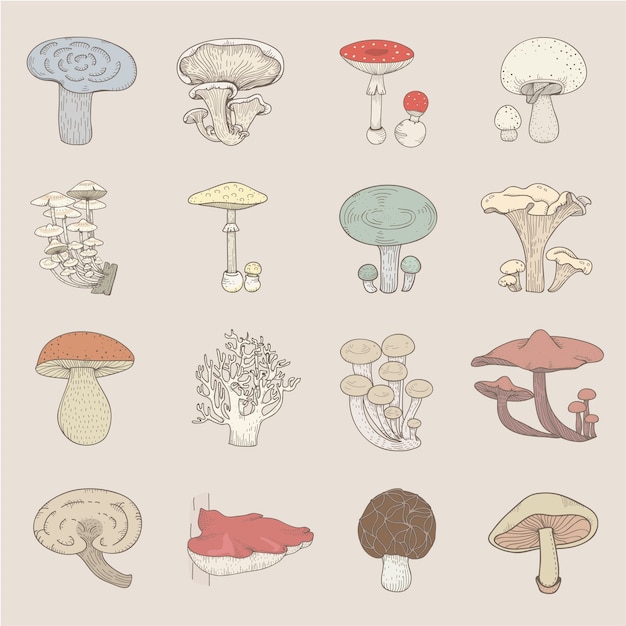 Vector different kinds of mushrooms