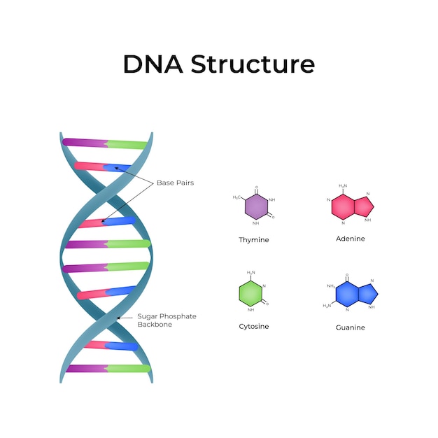 Vector dna structure double helix and base pairs vector illustration