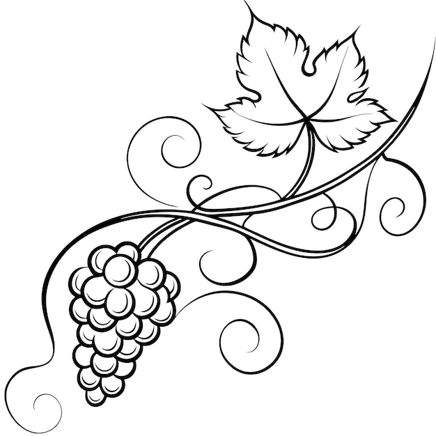 Vector a drawing of grapes and leaves with a green leaf on it