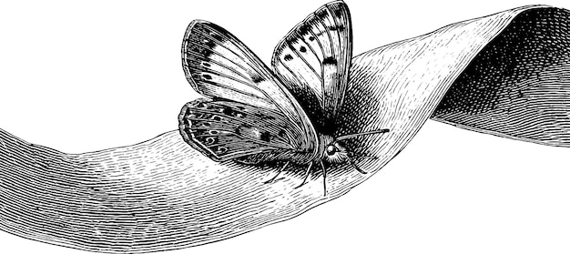 Vector engraved butterfly on curved surface design for print and decoration