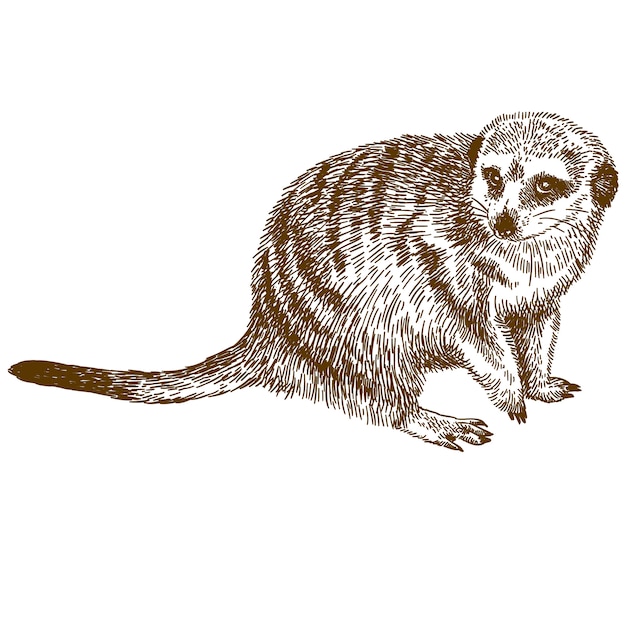 Vector engraving drawing illustration of meerkat