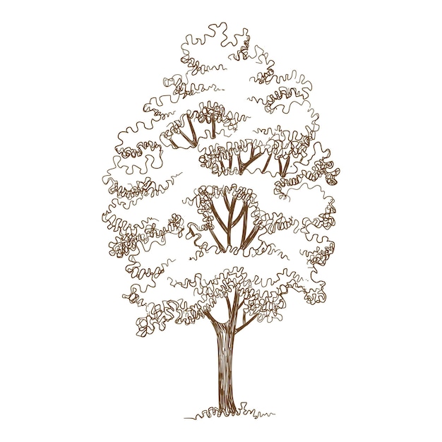 Vector forest oak tree icon. hand drawn and outline illustration of forest oak tree vector icon for web design