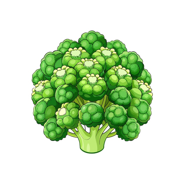 Vector fresh broccoli on white background