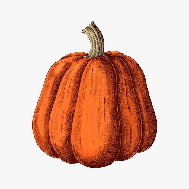 Vector fresh ripe pumpkin drawing vector