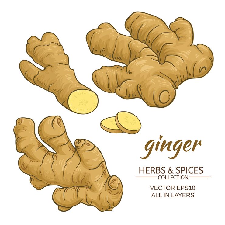 Ginger roots vector set