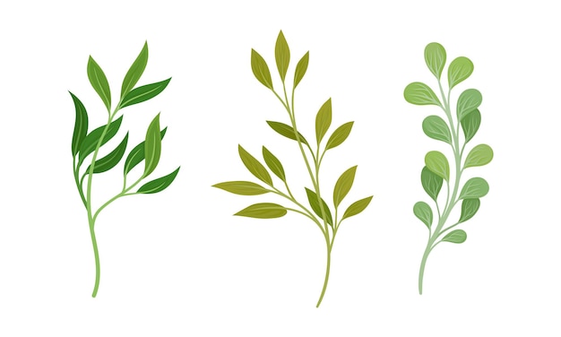 Vector green twig and branch with leaves vector set