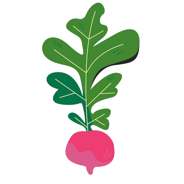 Vector hand drawing style sugar beet illustration