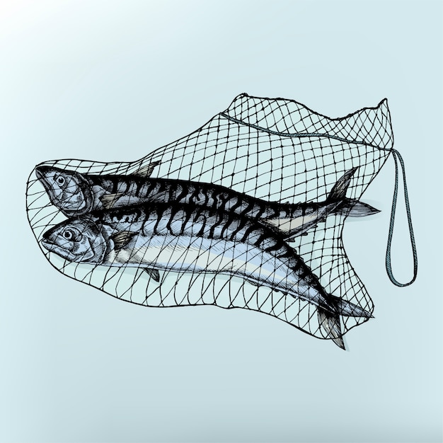 Vector hand drawn catched mackerels on the net