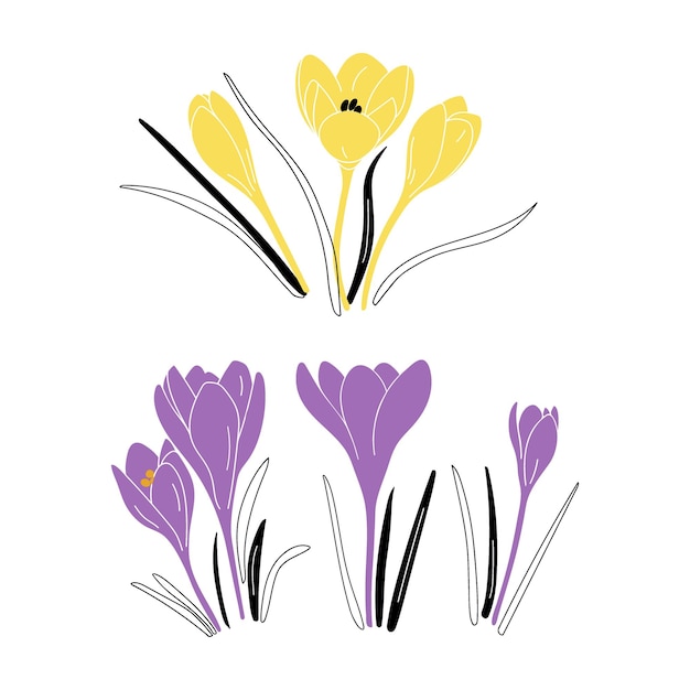 Vector hand drawn crocus flowers in simple style spring flowers