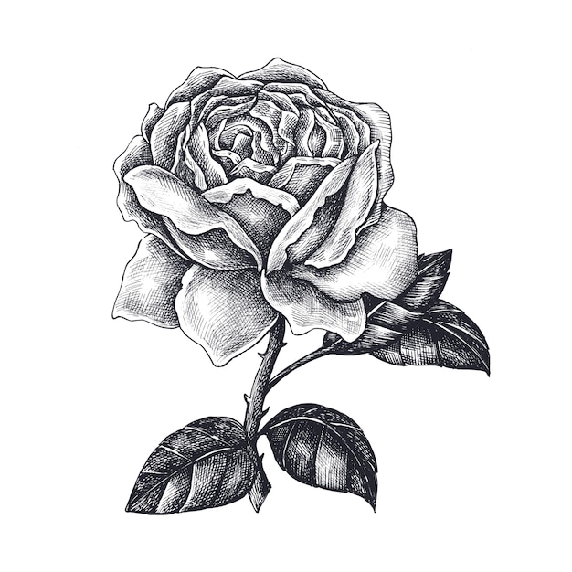 Vector hand drawn rose isolated on white background