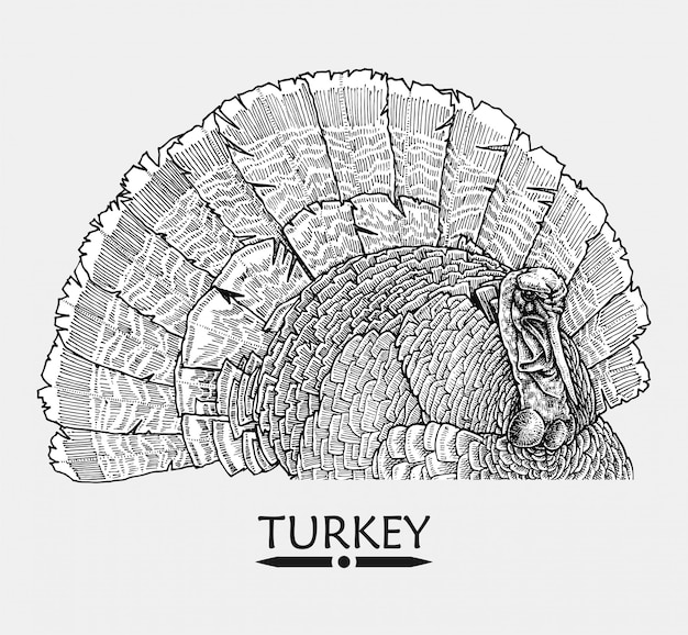 Vector hand drawn tourkey illustration