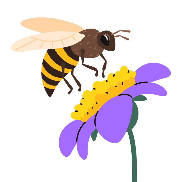 Vector honey bee collect pollen from flower vector