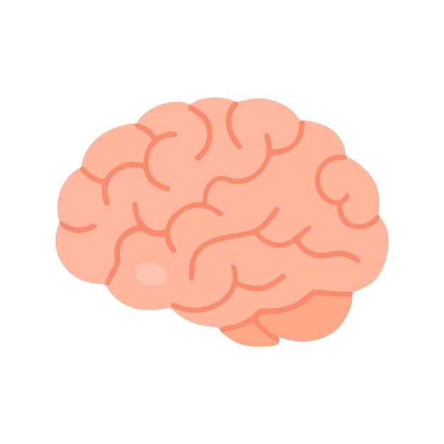 Vector human brain illustration for educational and medical purposes