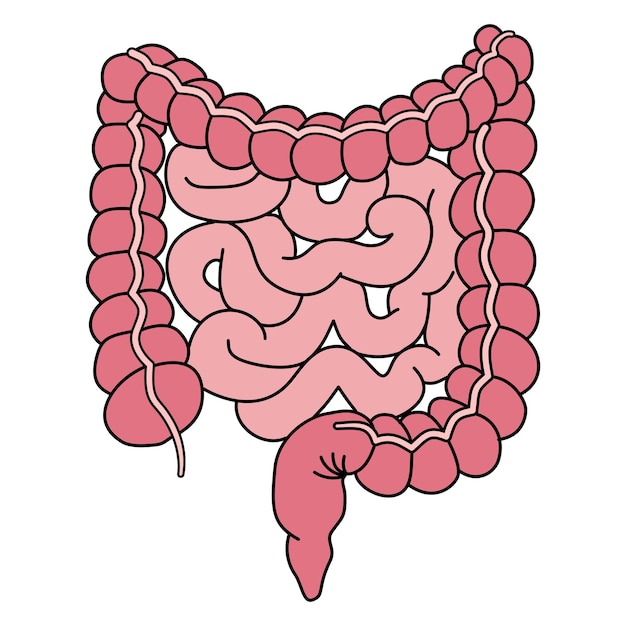 Vector human digestive system