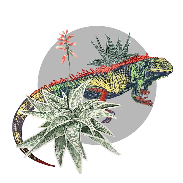 Vector iguana and flowering aloe