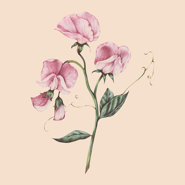 Vector illustration of flower watercolor style