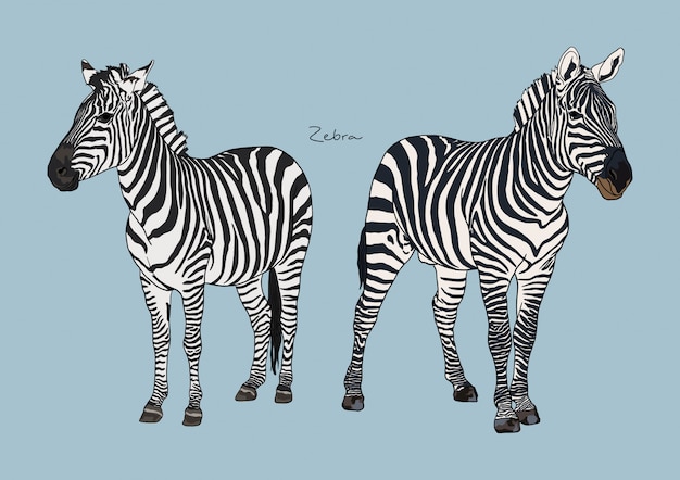 Vector  illustration of zebra