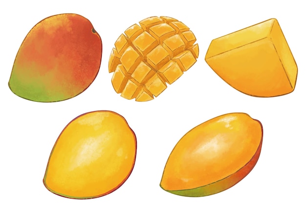 Vector kent mango illustration