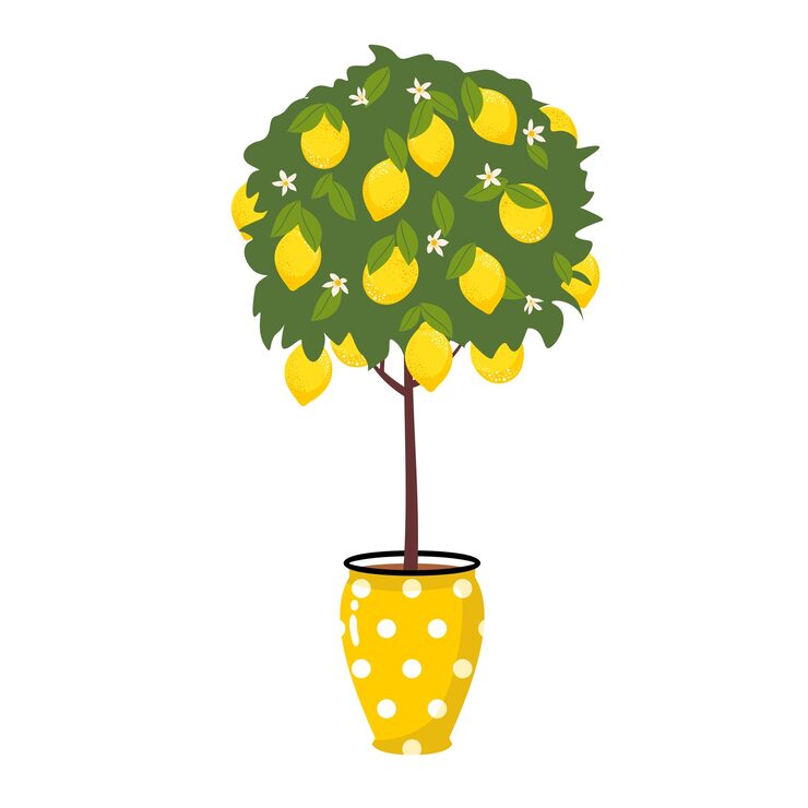 LEMON TREE POT