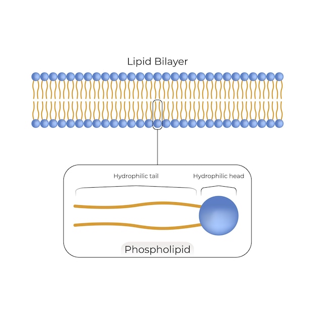 Vector lipid bilayer structure design vector illustration