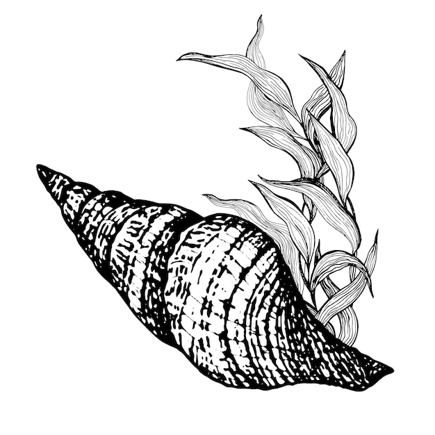 Vector marine composition of shells algae black and white handdrawn graphics translated into vector