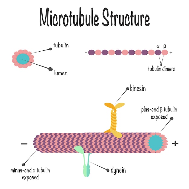 Vector microtubule structure scientific vector illustration diagram