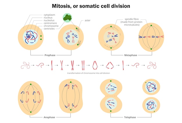 Vector mitosis or somatic cell division