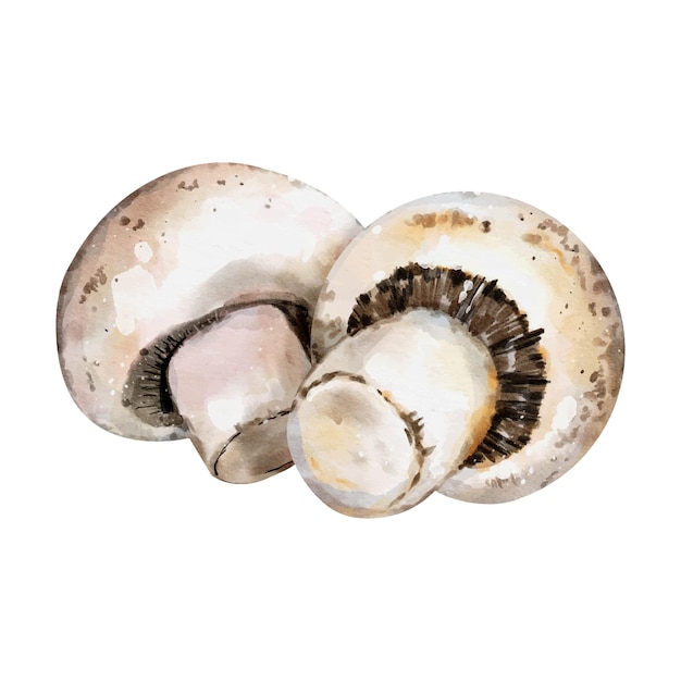 Vector mushroom watercolor vector isolated on white background