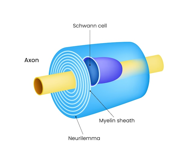 Vector myelinated axon structure and function in neural transmission