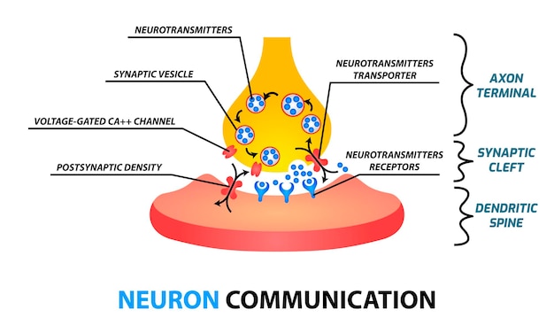 Vector neuroncommunication5
