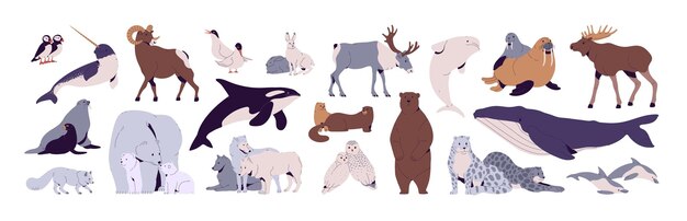 Vector north animals set polar bear owl arctic fox tern snow leopard sheep narwhal orca antarctic deer wild greenland scandinavia tundra inhabitant flat isolated vector illustration on white